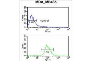 Flow cytometric analysis of MDA-MB435 cells (bottom histogram) compared to a negative control cell (top histogram).