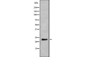 Western blot analysis Granzyme H using K562 whole cell lysates (GZMH 抗体)