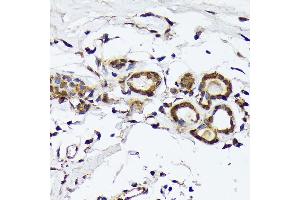 Immunohistochemistry of paraffin-embedded human breast using PSMD14 Rabbit mAb (ABIN7269588) at dilution of 1:100 (40x lens). (PSMD14 抗体)