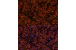 Immunofluorescence (IF) image for anti-3-Hydroxy-3-Methylglutaryl-CoA Synthase 2 (Mitochondrial) (HMGCS2) (AA 269-508) antibody (ABIN7265329)