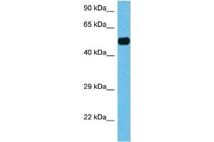 Host:  Rat  Target Name:  HNF4A  Sample Tissue:  Rat Skeletal Muscle  Antibody Dilution:  1ug/ml