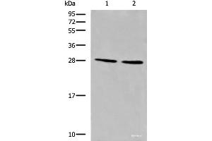 Western blot analysis of LOVO and 231 cell lysates using CYB5D1 Polyclonal Antibody at dilution of 1:650 (CYB5D1 抗体)
