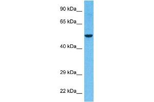 Host:  Rabbit  Target Name:  KCNV1  Sample Tissue:  Human 786-0 Whole Cell  Antibody Dilution:  1ug/ml (KCNV1 抗体  (N-Term))