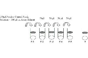 This picture shows the preparation of the positive control. (EGFR ELISA 试剂盒)