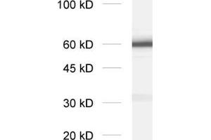 dilution: 1 : 2000, sample: crude synaptosomal fraction of rat brain (P2) (SYT1 抗体  (Lumenal Region))