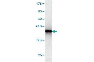 Western Blot detection against Immunogen (37. (HMG20B 抗体  (AA 1-109))