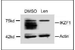 Western blot analysis of extracts from  cells, treated with DMSO or lenalidomide, using rabbit polyclonal IKZF1 Antibody (C-term) (ABIN654180 and ABIN2844035). (IKZF1 抗体  (C-Term))