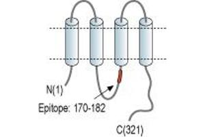 Representative domain view of the target of ABIN7043206.