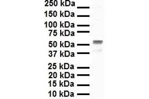 Western Blotting (WB) image for anti-SNAIL (SNAI1) (N-Term) antibody (ABIN2777859)
