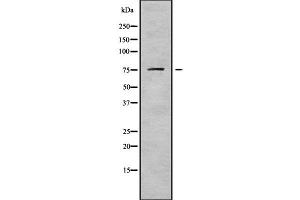 Western blot analysis of DDX18 using HuvEc whole cell lysates (DDX18 抗体  (N-Term))