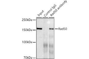 Immunoprecipitation analysis of 300 μg extracts of K-562 cells using 3 μg Rad50 antibody (ABIN7269826). (RAD50 抗体)
