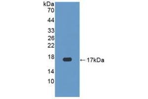 Western blot analysis of recombinant Human CASP3. (Caspase 3 抗体  (AA 29-175))