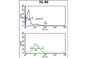 RAN Antibody (N-term) (ABIN390647 and ABIN2840945) flow cytometry analysis of HL-60 cells (bottom histogram) compared to a negative control cell (top histogram). (RAN 抗体  (N-Term))