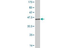 Western Blot detection against Immunogen (36.