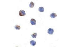 Immunohistochemistry (IHC) image for anti-Cullin 9 (CUL9) (C-Term) antibody (ABIN1030569) (CUL9 抗体  (C-Term))