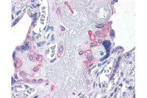 Anti-FNIP2 antibody IHC of human placenta. (FNIP2 抗体  (N-Term))