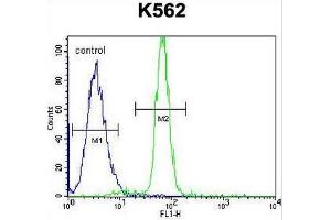 CLIP3 Antibody (C-term) flow cytometric analysis of K562 cells (right histogram) compared to a negative control cell (left histogram). (CLIP3 抗体  (C-Term))