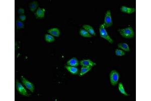 Immunofluorescent analysis of HepG2 cells using ABIN7145141 at dilution of 1:100 and Alexa Fluor 488-congugated AffiniPure Goat Anti-Rabbit IgG(H+L) (CD79a 抗体  (AA 70-142))