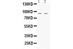 Western blot analysis of NIRF expression in rat testis extract ( Lane 1) and K562 whole cell lysates ( Lane 2). (UHRF2 抗体  (N-Term))