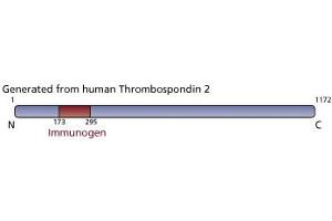 Image no. 1 for anti-Thrombospondin 2 (THBS2) (AA 173-295) antibody (ABIN968394) (Thrombospondin 2 抗体  (AA 173-295))