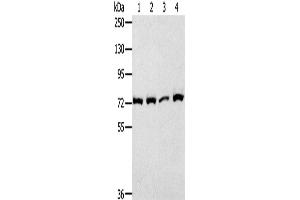 Western Blotting (WB) image for anti-Calpain 1, Large Subunit (CAPNL1) antibody (ABIN2427867) (CAPNL1 抗体)