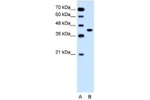 SLC35B1 antibody used at 1. (SLC35B1 抗体  (C-Term))