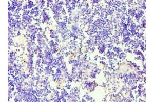 Immunohistochemistry of paraffin-embedded human thymus tissue using ABIN7169781 at dilution of 1: 100 (CD84 抗体  (AA 22-225))
