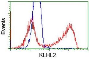 HEK293T cells transfected with either RC205347 overexpress plasmid (Red) or empty vector control plasmid (Blue) were immunostained by anti-KLHL2 antibody (ABIN2453207), and then analyzed by flow cytometry. (KLHL2 抗体  (AA 1-100, AA 494-593))