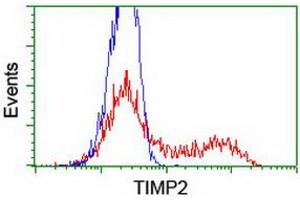 HEK293T cells transfected with either RC209796 overexpress plasmid (Red) or empty vector control plasmid (Blue) were immunostained by anti-TIMP2 antibody (ABIN2455392), and then analyzed by flow cytometry. (TIMP2 抗体)