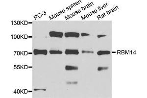 Western blot analysis of extracts of various cell lines, using RBM14 antibody (ABIN5972478) at 1/1000 dilution. (RBM14 抗体)