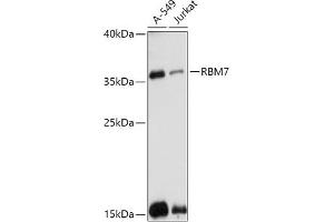 Western blot analysis of extracts of various cell lines, using RBM7 antibody (ABIN7270088) at 1:1000 dilution. (RBM7 抗体  (AA 1-266))