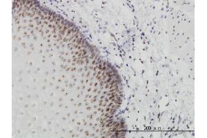 Immunostaining (ISt) image for anti-Period Circadian Protein 2 (PER2) (AA 1-100) antibody (ABIN563850)