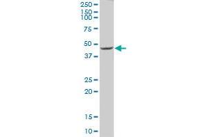FBXL17 MaxPab polyclonal antibody. (FBXL17 抗体  (AA 1-369))
