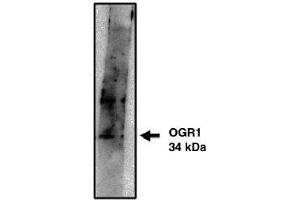 Image no. 1 for anti-G Protein-Coupled Receptor 68 (GPR68) antibody (ABIN265065) (GPR68 抗体)