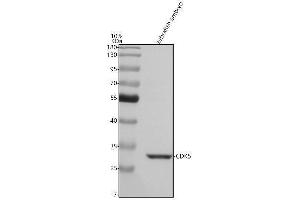 Western blot analysis of CDK5 using anti-CDK5 antibody (AZQ9DE44).