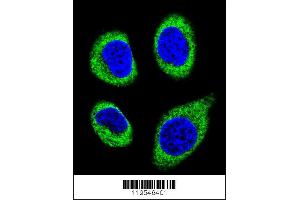 Confocal immunofluorescent analysis of AGBL5 Antibody with U-251MG cell followed by Alexa Fluor 488-conjugated goat anti-rabbit lgG (green). (AGBL5 抗体  (N-Term))