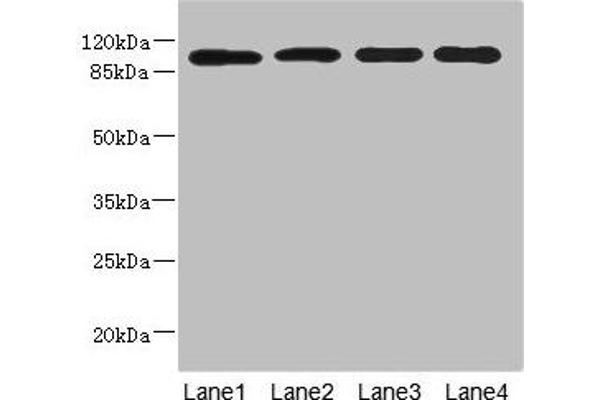 USP26 Antikörper  (AA 664-913)