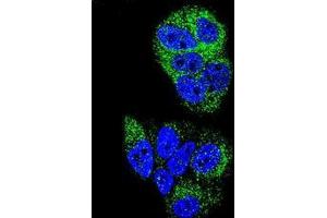Confocal immunofluorescent analysis ofHNF4 alpha / TCF14 Antibody (N-term) Cat. (HNF4A 抗体  (N-Term))