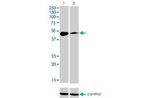 Western blot analysis of TFAP2A over-expressed 293 cell line, cotransfected with TFAP2A Validated Chimera RNAi (Lane 2) or non-transfected control (Lane 1). (TFAP2A 抗体  (AA 99-205))