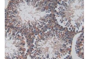 Detection of EPCR in Mouse Testis Tissue using Polyclonal Antibody to Endothelial protein C receptor (EPCR) (PROCR 抗体  (AA 32-167))