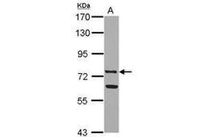 Image no. 2 for anti-Lactotransferrin (LTF) (AA 98-412) antibody (ABIN1499234) (Lactoferrin 抗体  (AA 98-412))