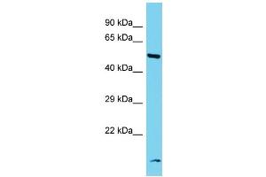 Host: Rabbit Target Name: RRP8 Sample Type: Fetal Kidney lysates Antibody Dilution: 1. (RRP8 抗体  (N-Term))