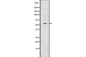 T-Bet 抗体  (Internal Region)