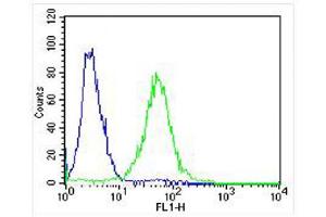 Overlay histogram showing ZF4 cells stained with (ABIN6242157 and ABIN6578316) (green line). (Adenylate Kinase 2 抗体  (N-Term))