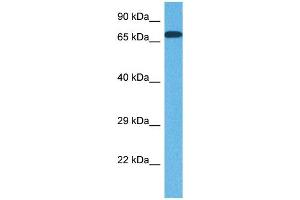 Western Blotting (WB) image for anti-Solute Carrier Family 15 (H+/Peptide Transporter), Member 4 (SLC15A4) (N-Term) antibody (ABIN2781719)