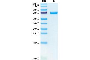 LIF Protein (AA 25-203) (Fc Tag)