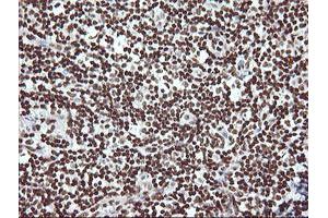 Image no. 9 for anti-THUMP Domain Containing 1 (THUMPD1) antibody (ABIN1501384) (THUMPD1 抗体)