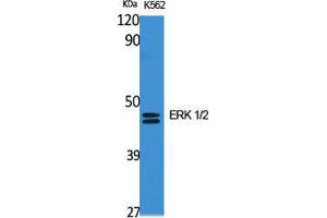 Western Blot (WB) analysis of specific cells using ERK 1/2 Polyclonal Antibody. (ERK1/2 抗体  (C-Term))