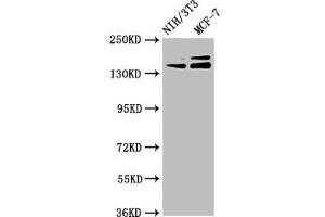 Western Blot Positive WB detected in: NIH/3T3 whole cell lysate, MCF-7 whole cell lysate All lanes: UMODL1 antibody at 5. (UMODL1 抗体  (AA 537-654))