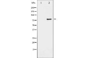 Western Blotting (WB) image for anti-Sp1 Transcription Factor (SP1) (pThr739) antibody (ABIN6255733)